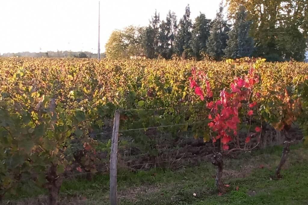 Chateau Roseyrol Proche Saint-Emilion Exterior foto